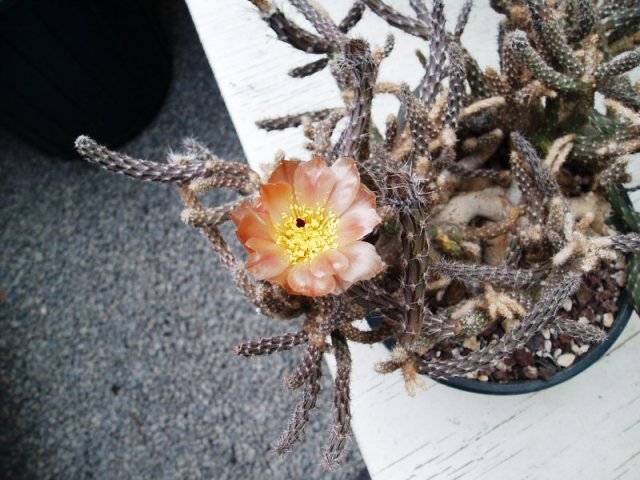 Pterocactus_2